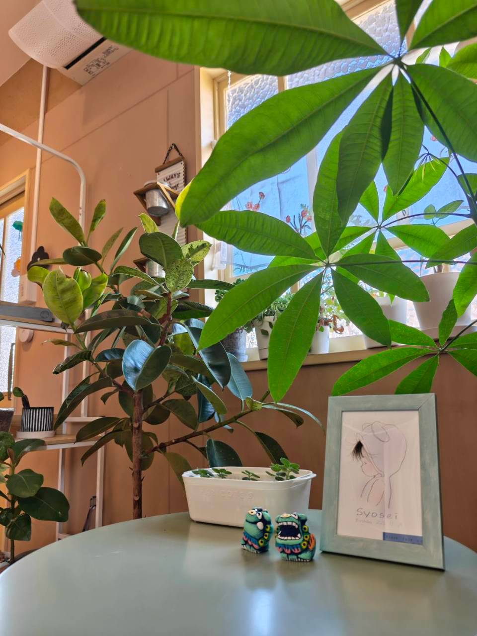 窓辺に並ぶ観葉植物と、やわらかな光の入るmysaの室内